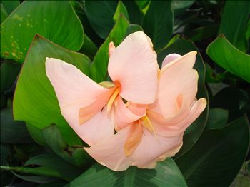 Canna Carolina Pink